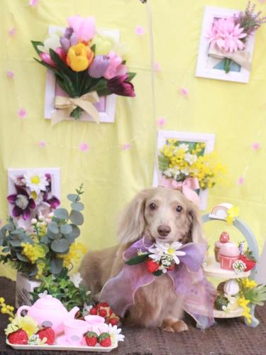 20230310ぺこちゃん